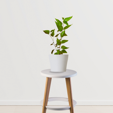 Small-sized jamun fruit plant